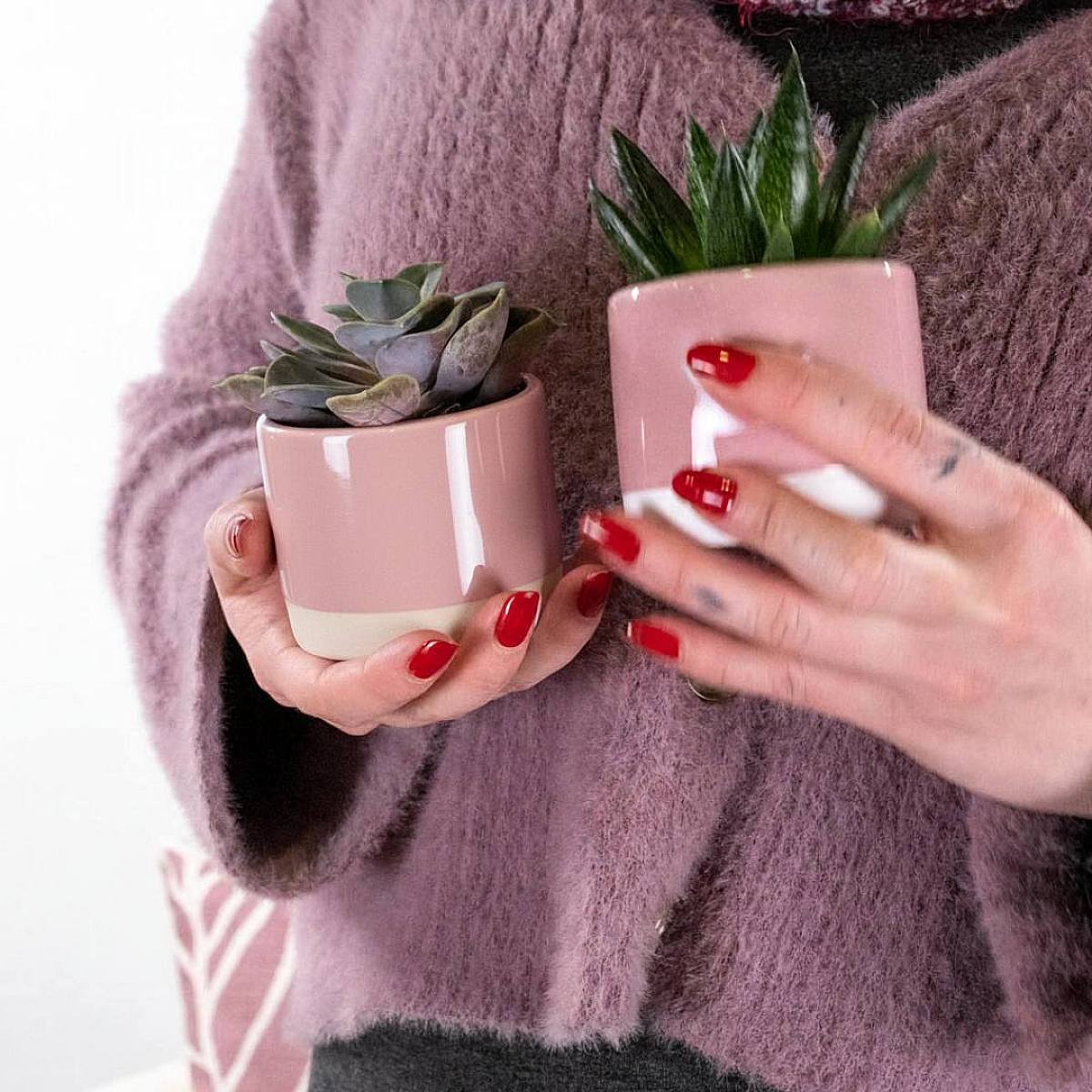 Duo Succulent Valentine picture 2