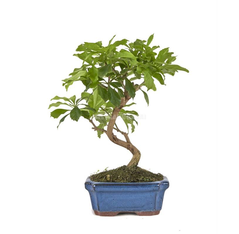 Bonsái Durantha repens 7 años picture 2