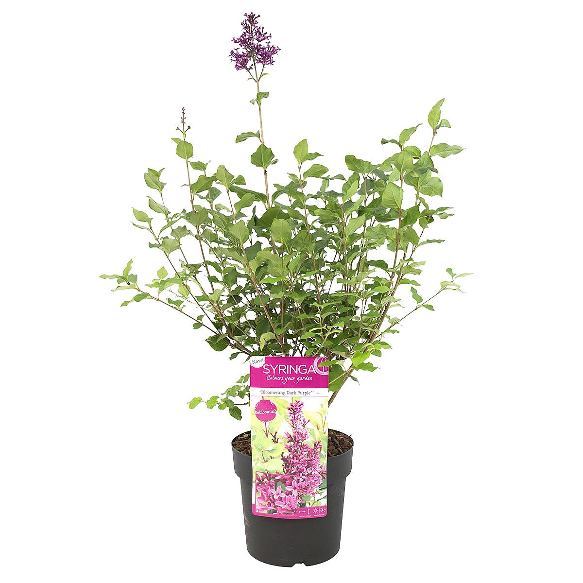 Syringa Bloomerang picture 0
