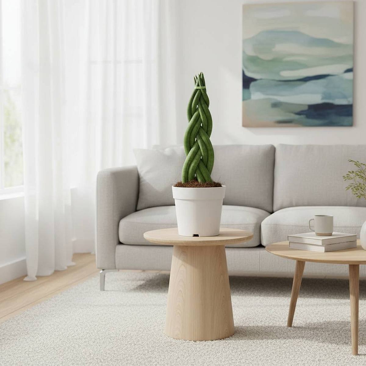 Sansevieria Twister picture 1