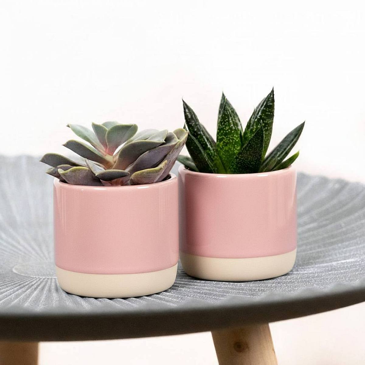 Duo Succulent Valentine picture 1