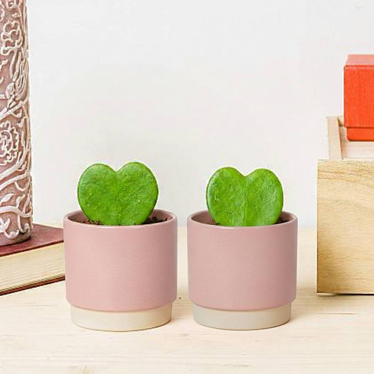 Duo Hoya Kerri picture 1