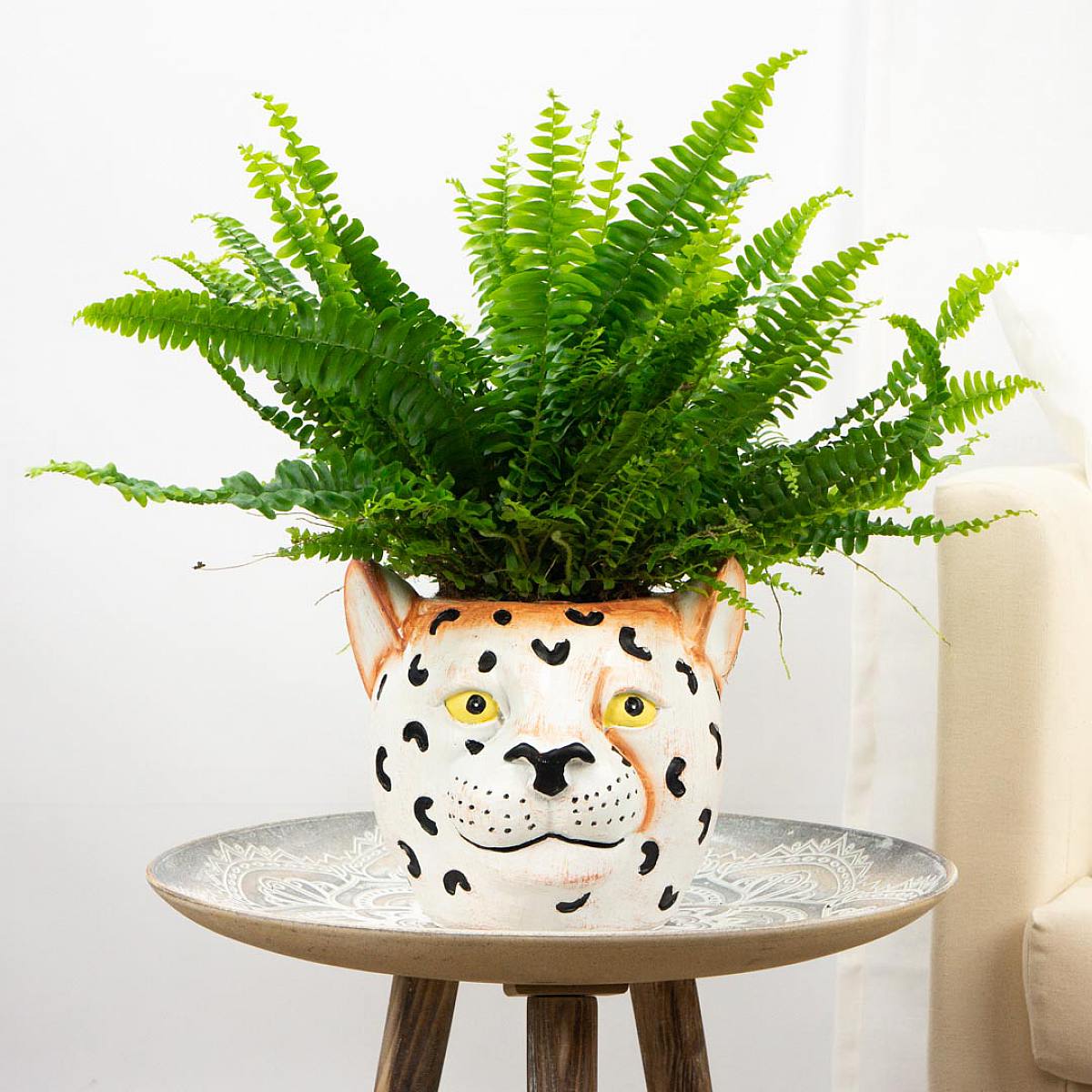 Plantadora de Samoa - S/12cm picture 2