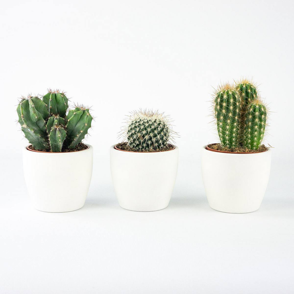 Mini Cactus Trio picture 0