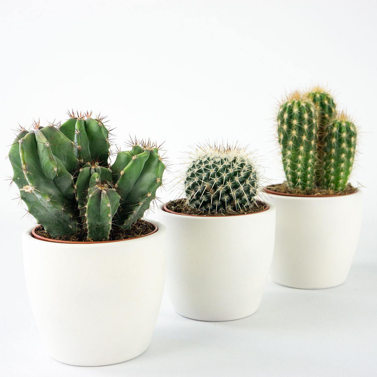 Mini Cactus Trio picture 2