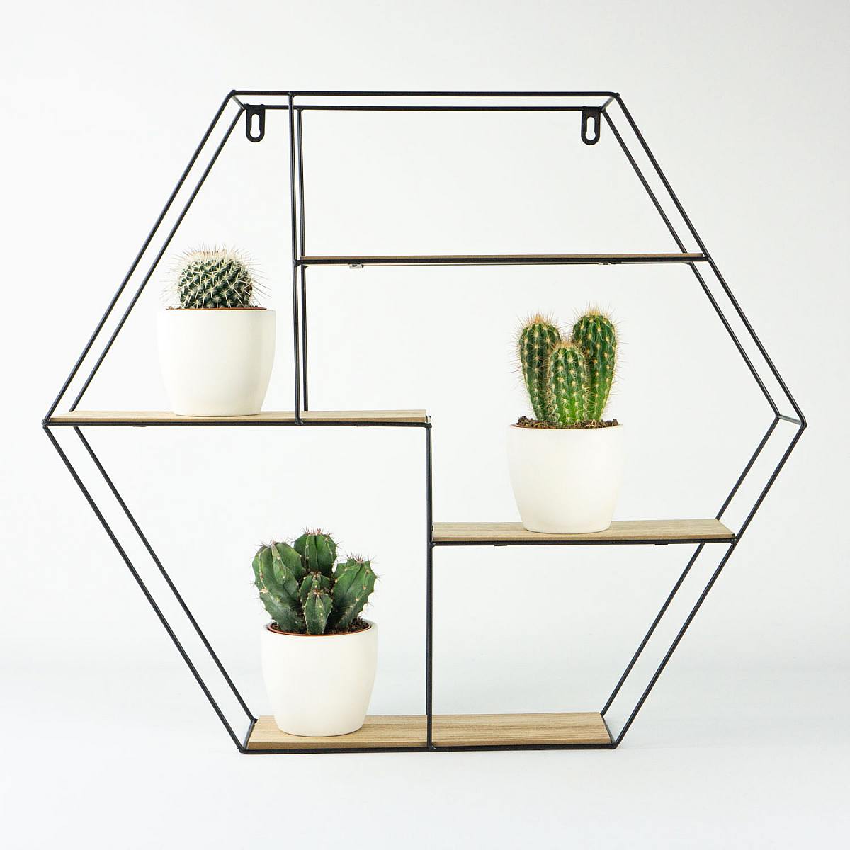 Mini Cactus Trio picture 1