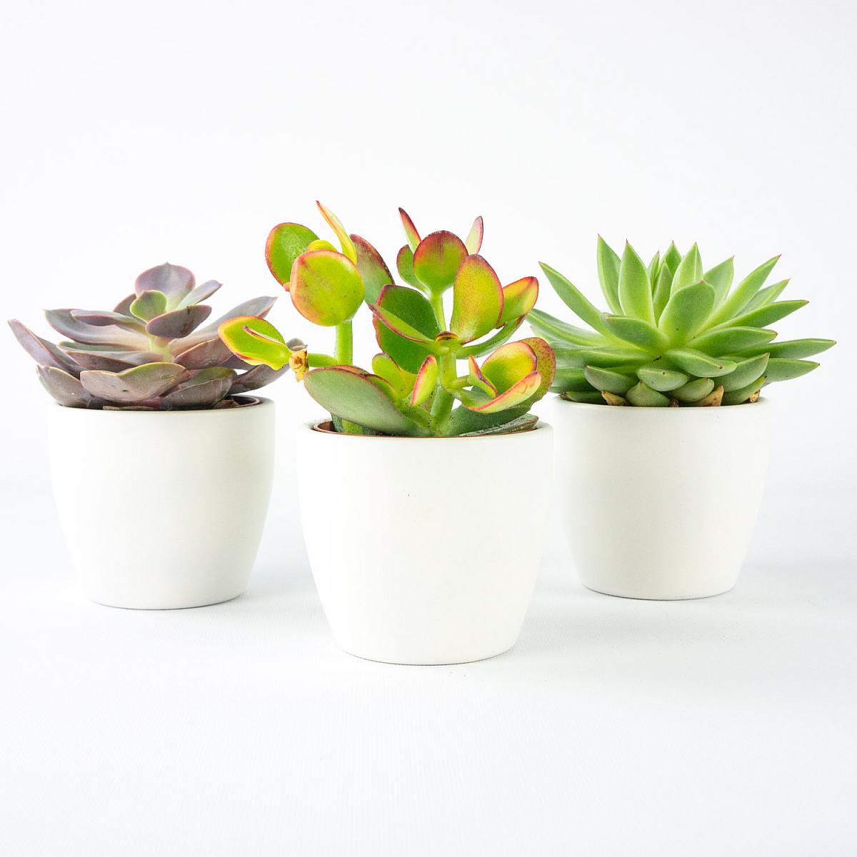 Trojice mini sukulentů picture 0