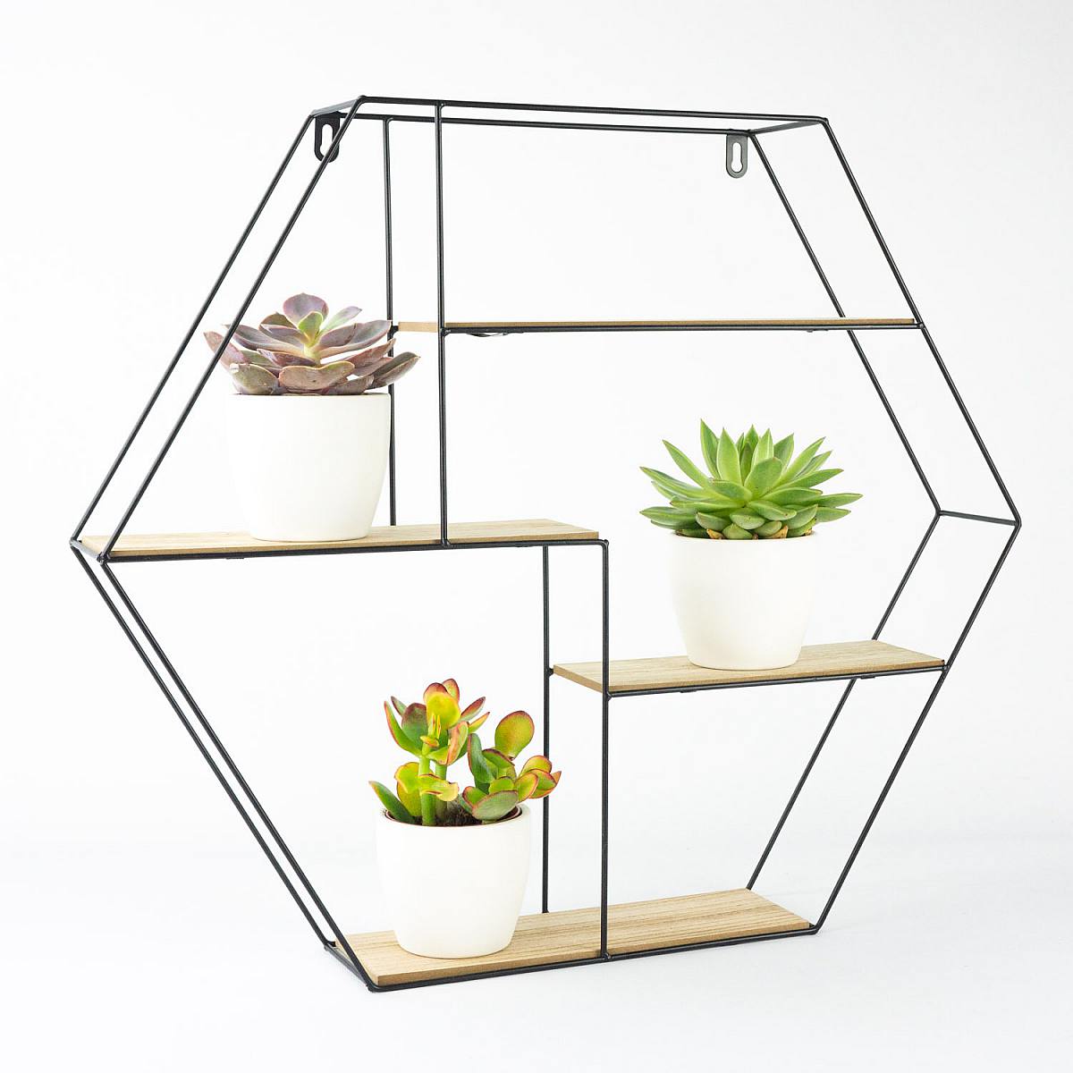 Trojice mini sukulentů picture 2