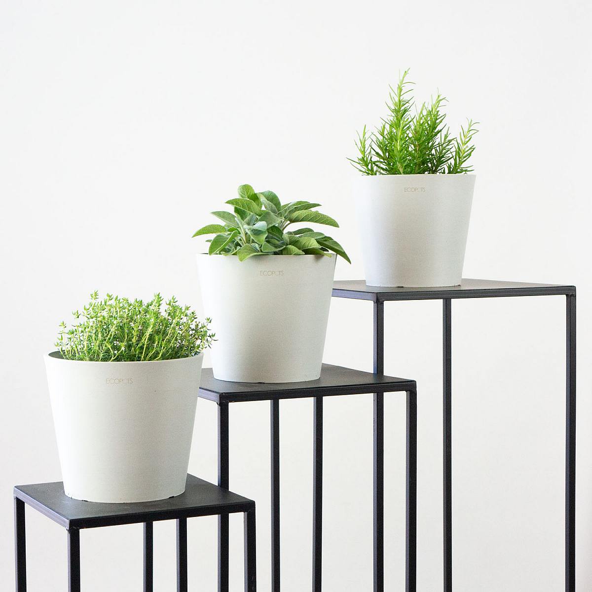 Aromatisk trio picture 0