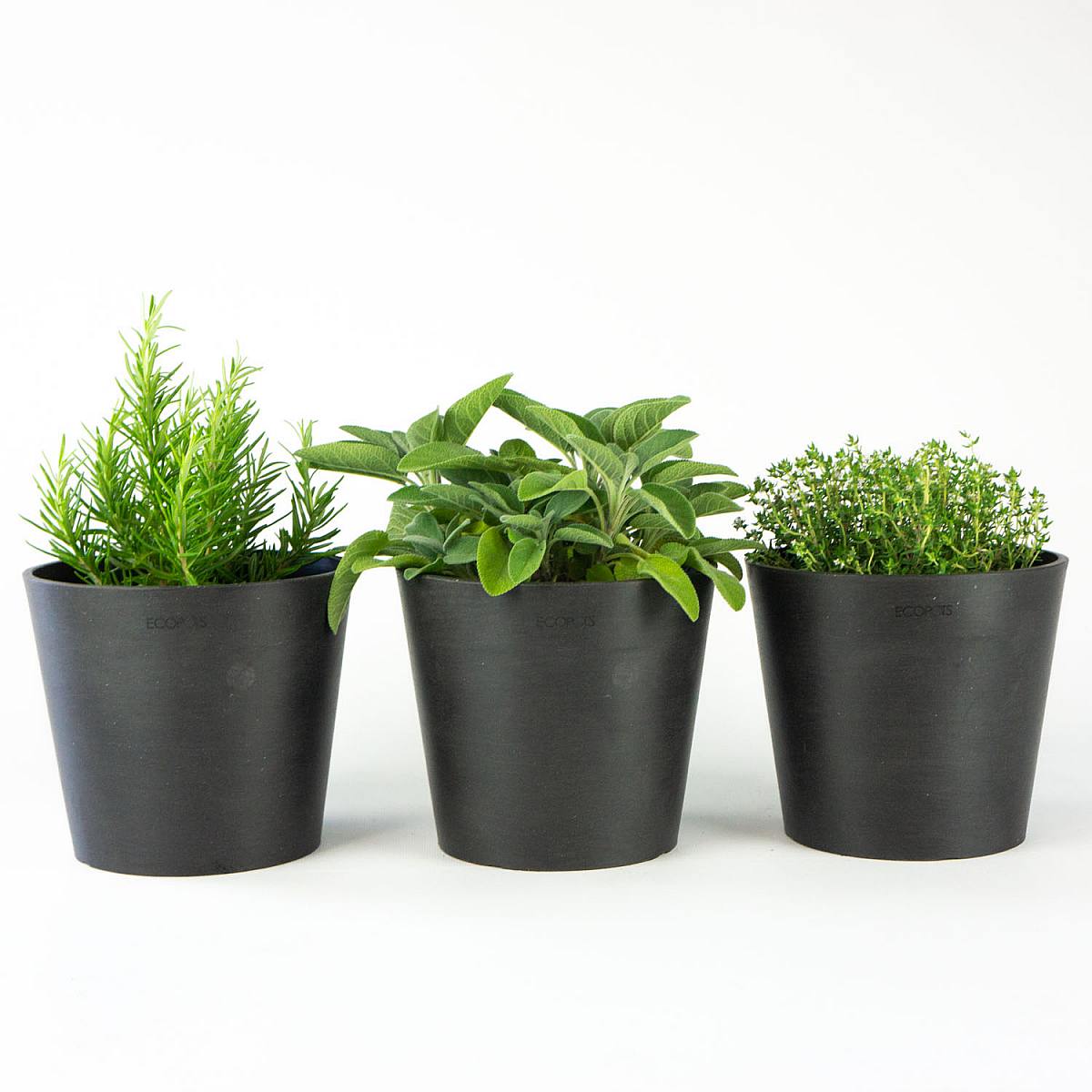 Aromatisk trio picture 1