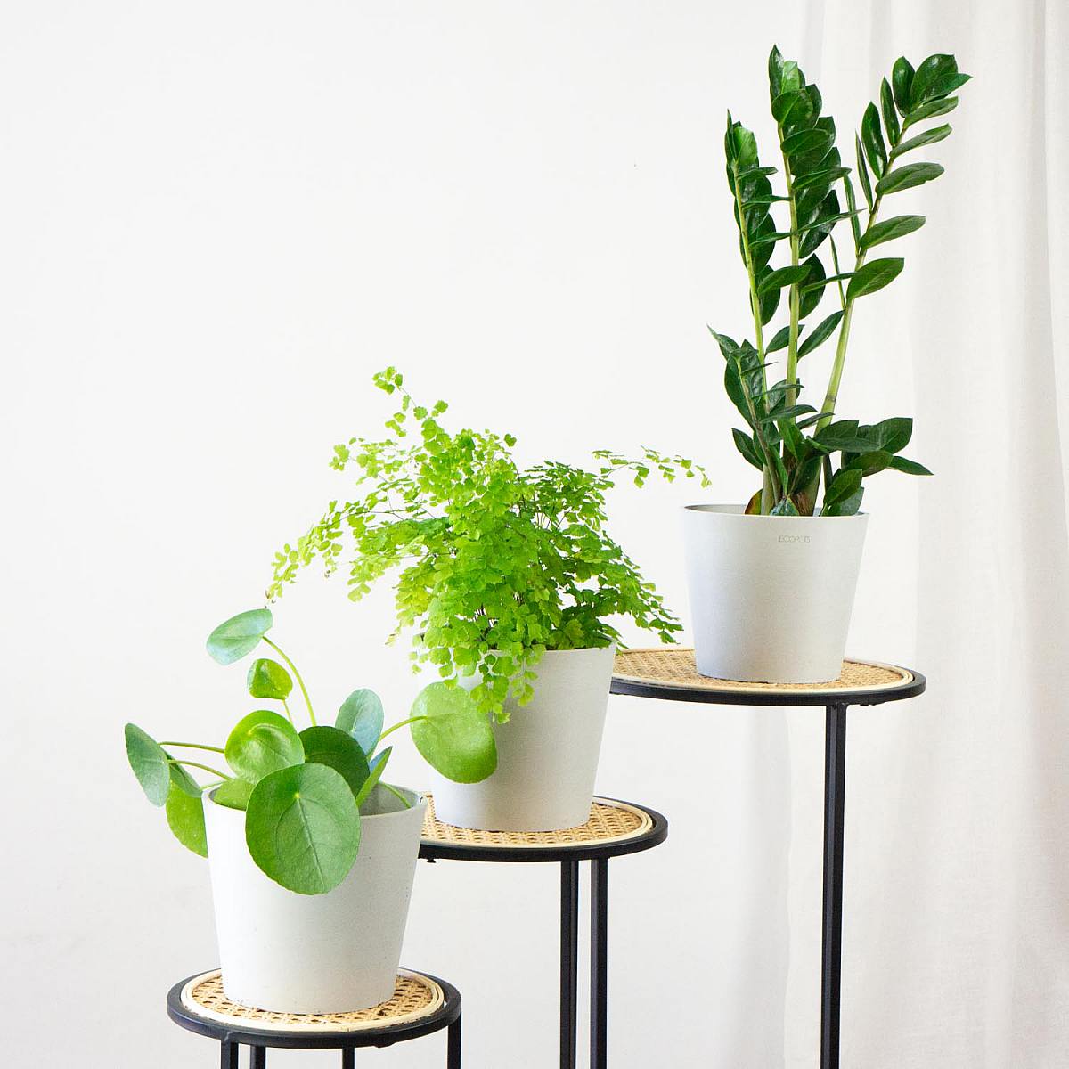 Trio van planten: De zuiveraars picture 0