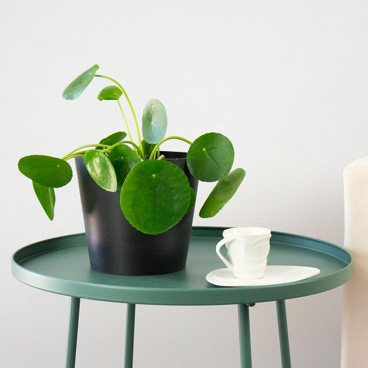 Trio van planten: De zuiveraars picture 1