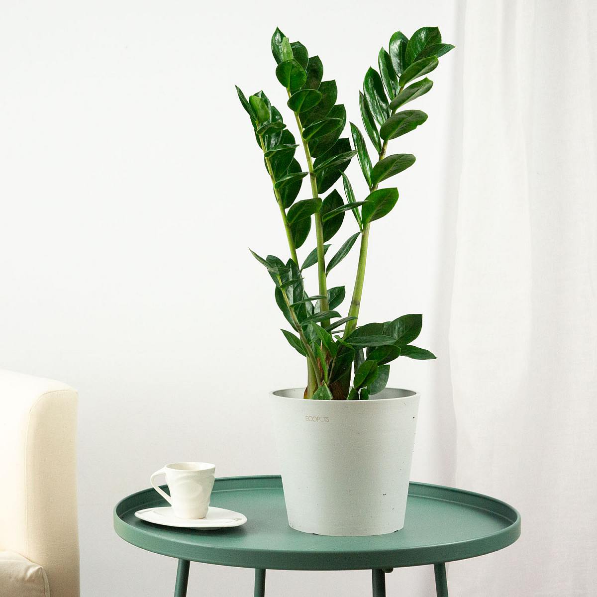 Trio van planten: De zuiveraars picture 2