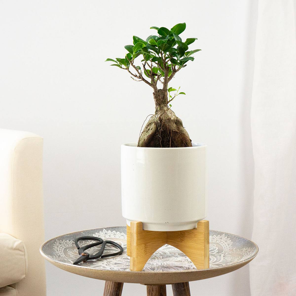 Bonsai Ficus Ginseng picture 1