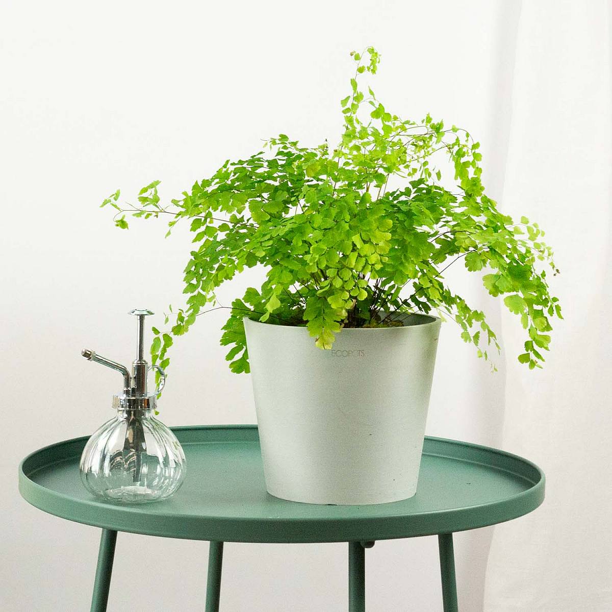 Kapradina Culantrillo picture 0