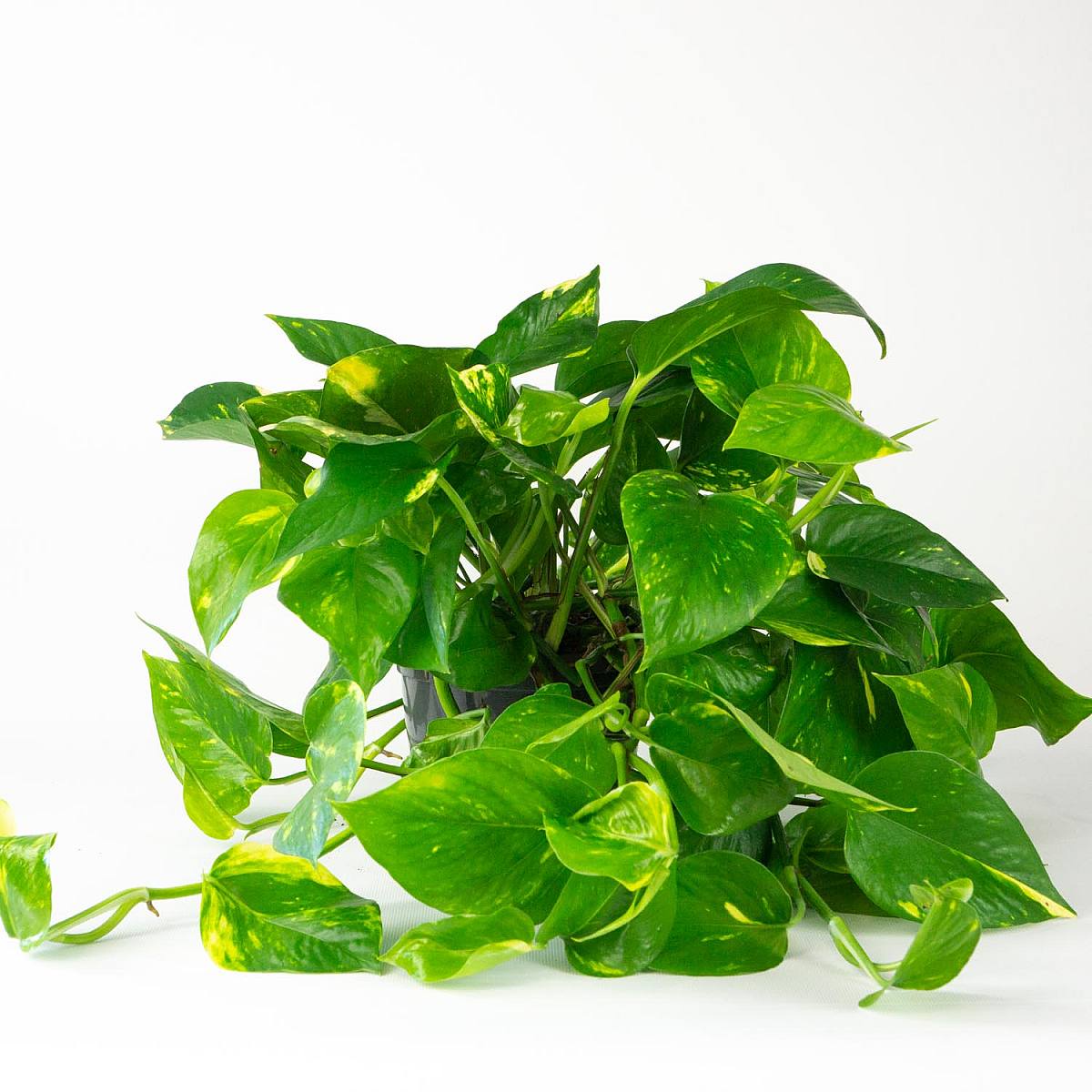 Pothos picture 4