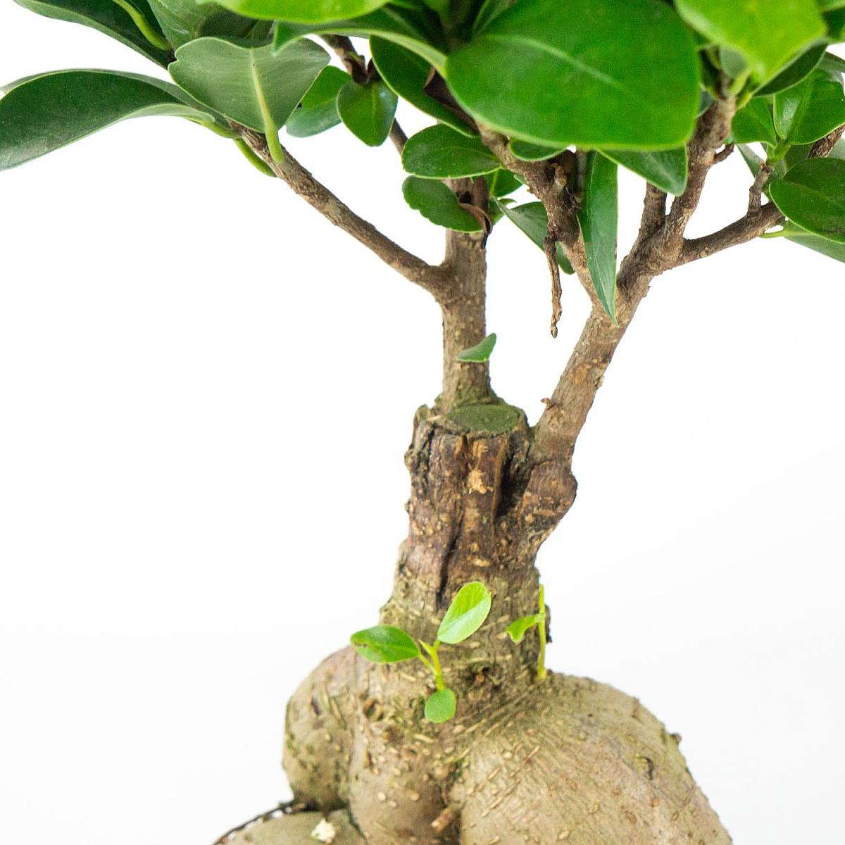 Bonsai Ficus Ginseng picture 2