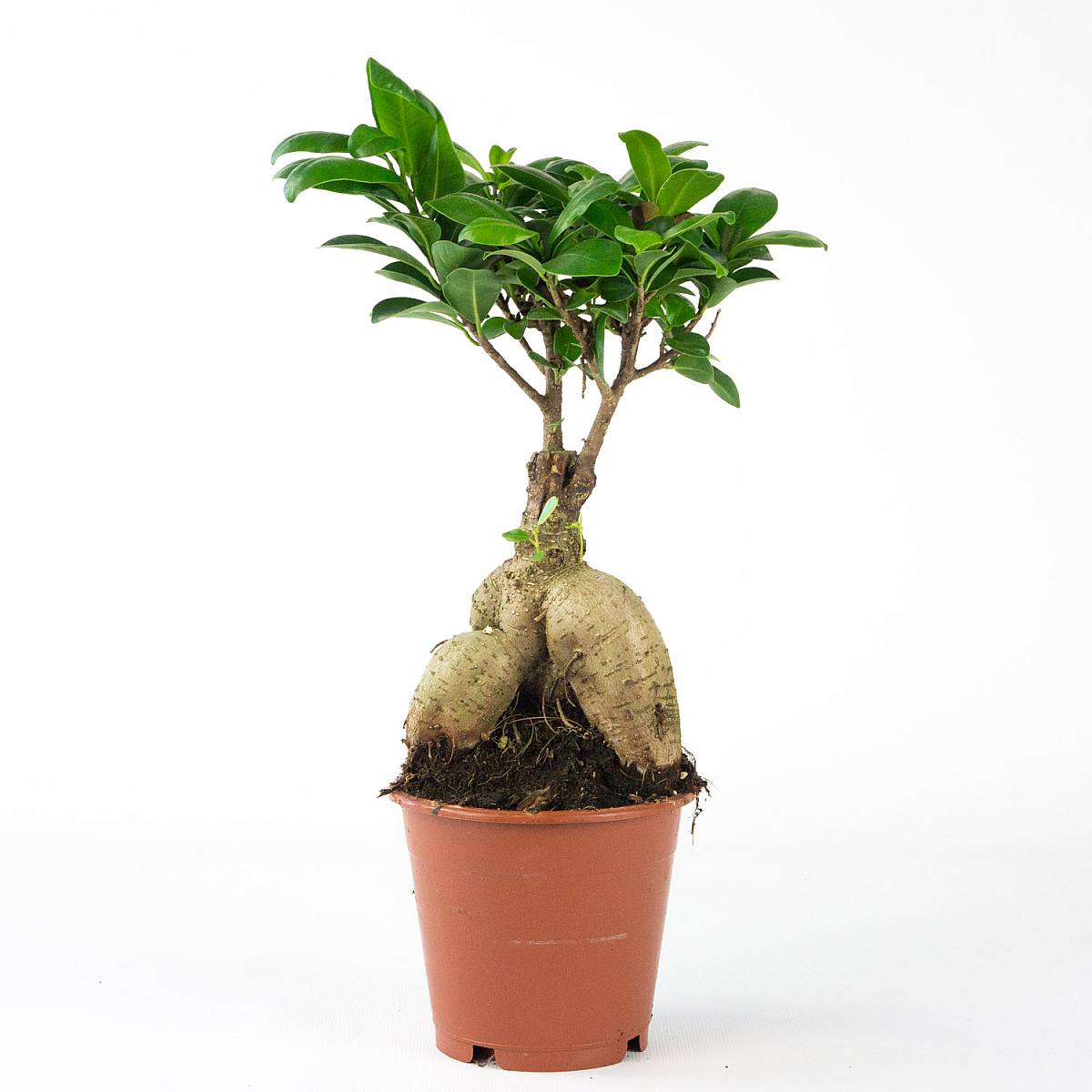 Bonsai Ficus Ginseng picture 4