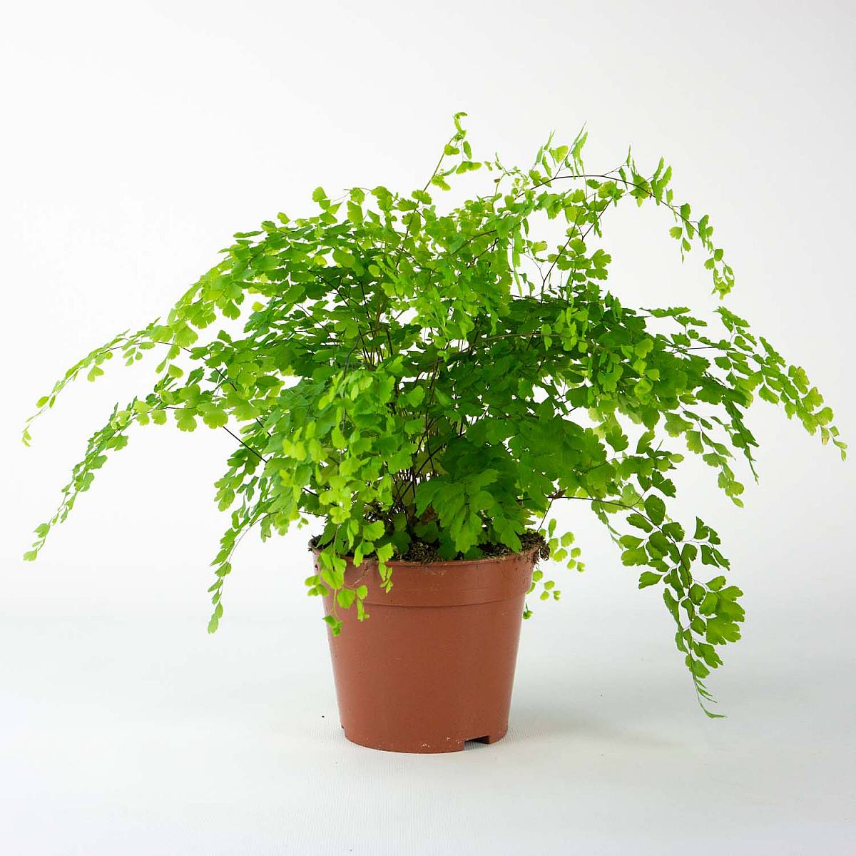 Kapradina Culantrillo picture 4