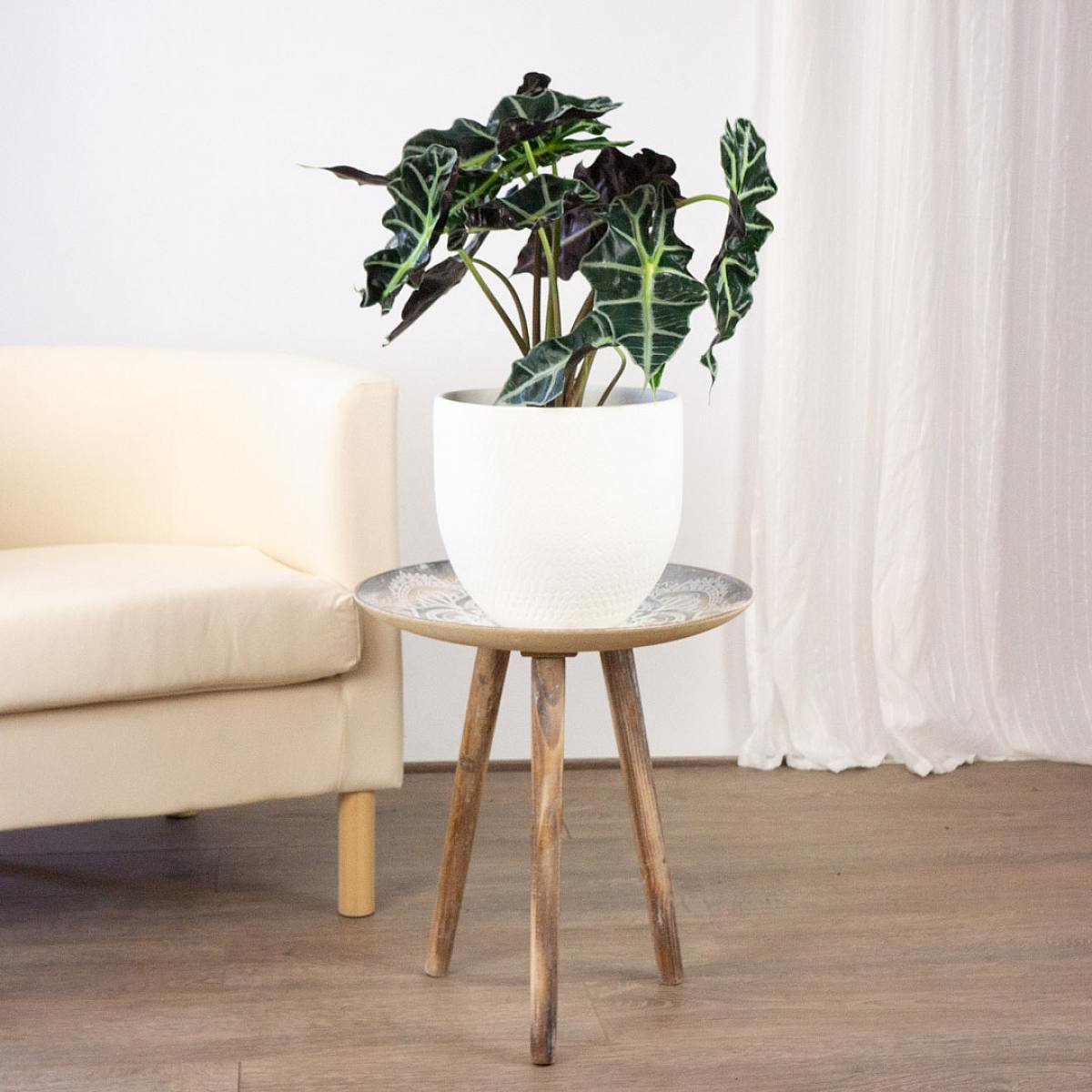 Alocasia amazonica picture 1