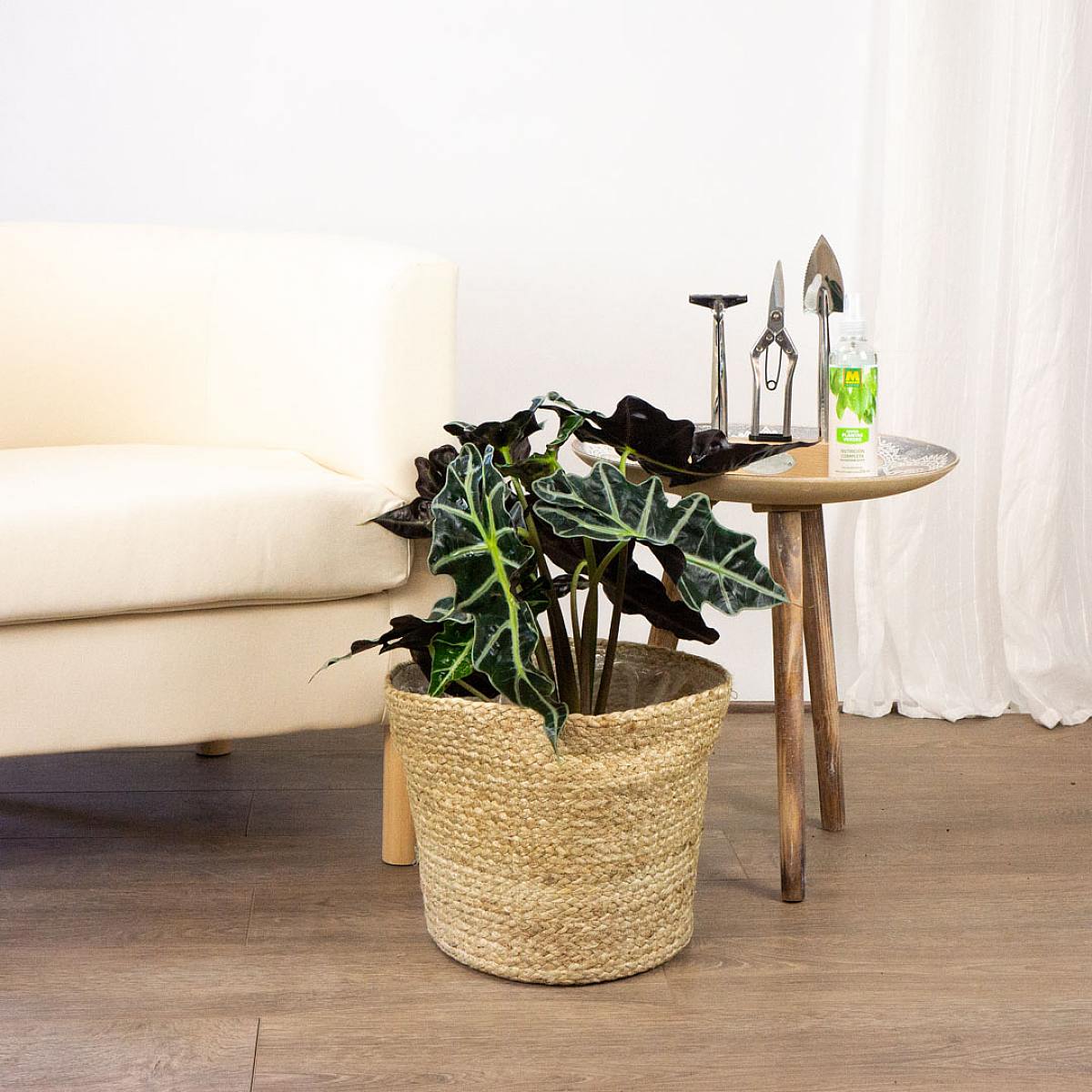 Alocasia amazonica picture 2