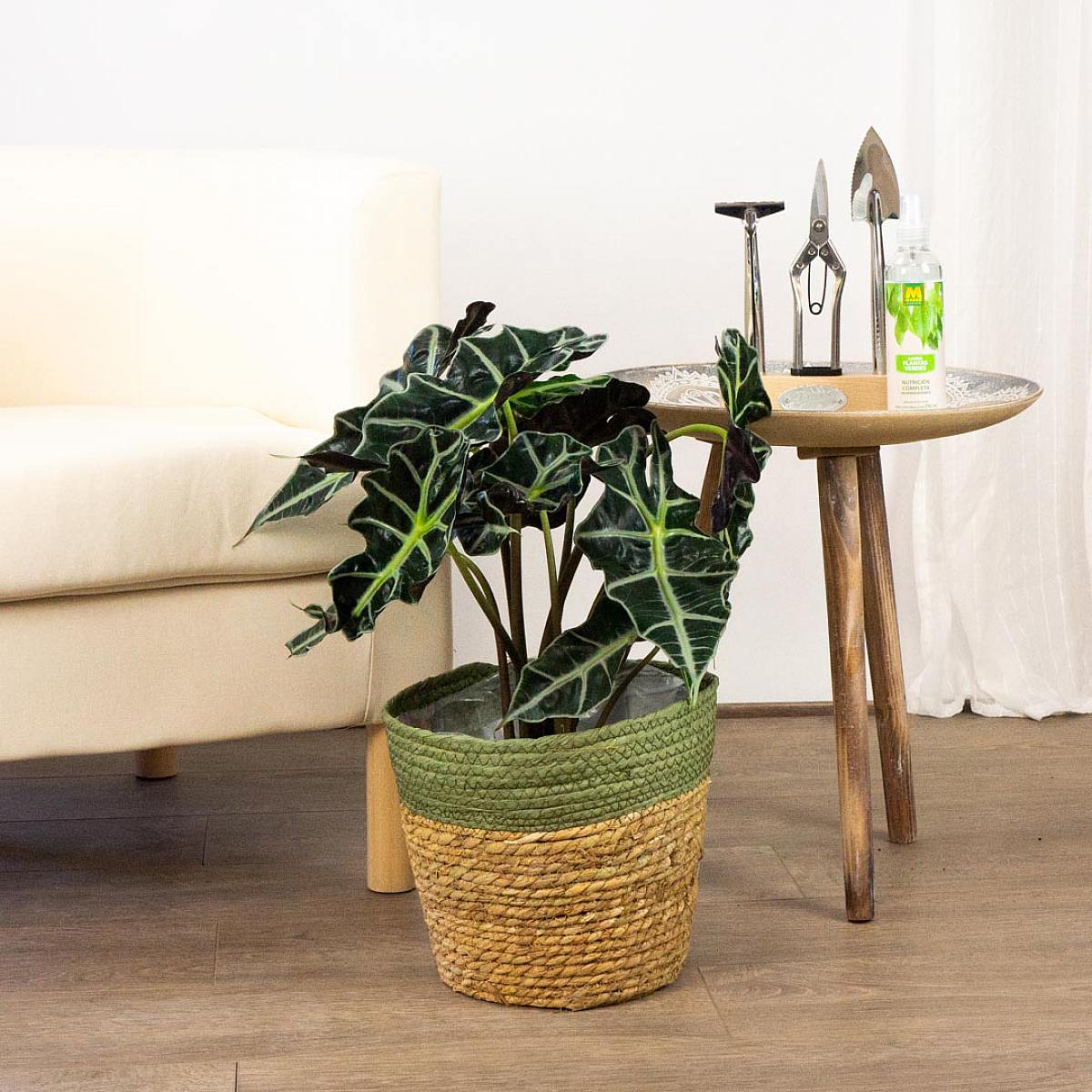 Alocasia amazonica picture 3