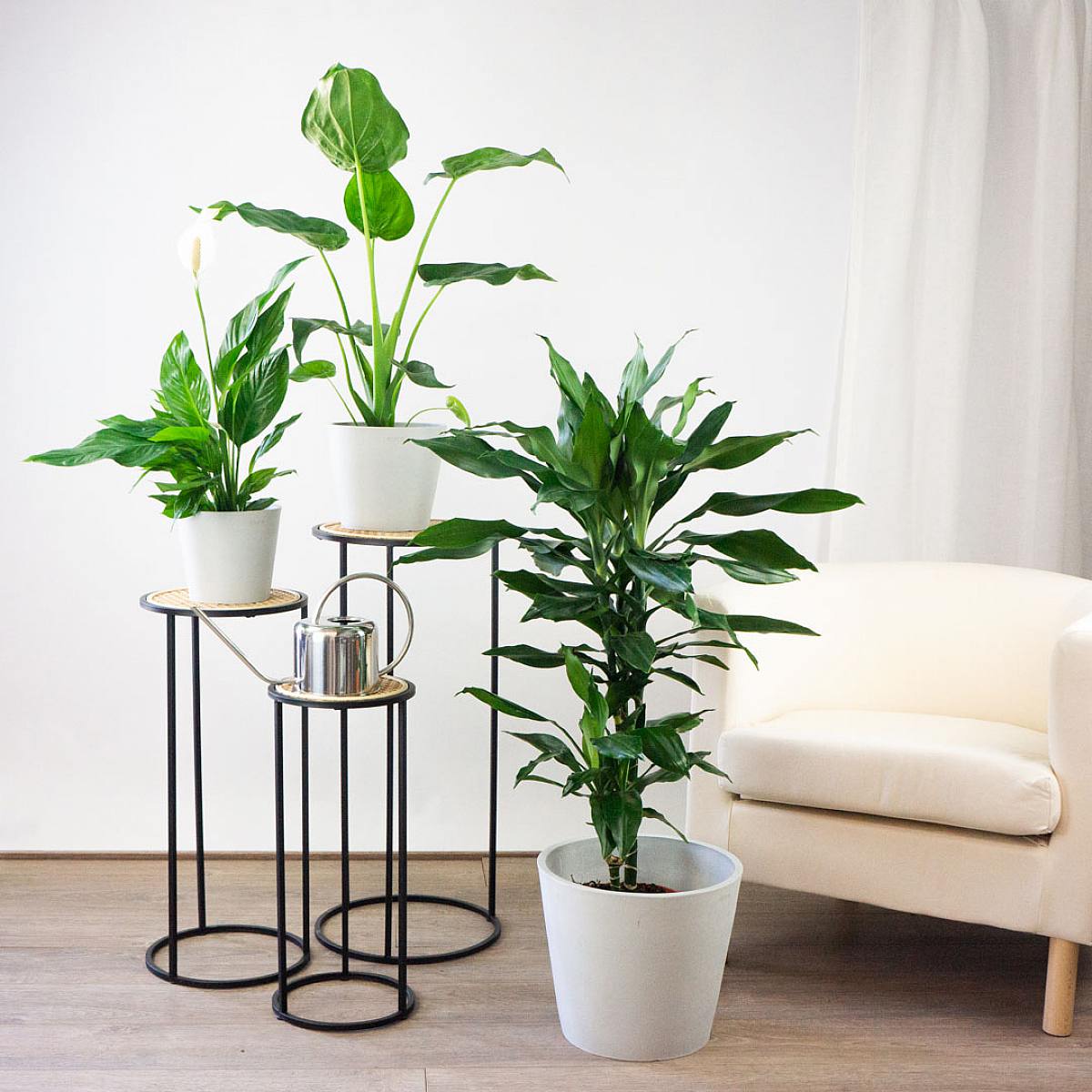 Las Purificadoras Altas Trio rostlin picture 3