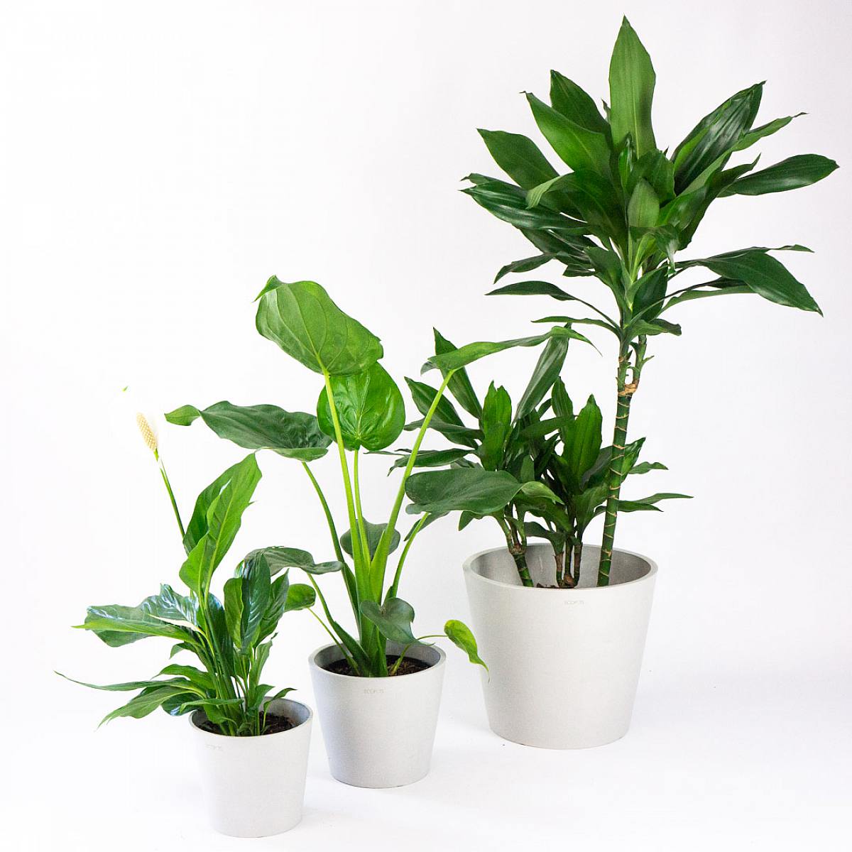 Amsterdam ECO Trio de Plantadores picture 1