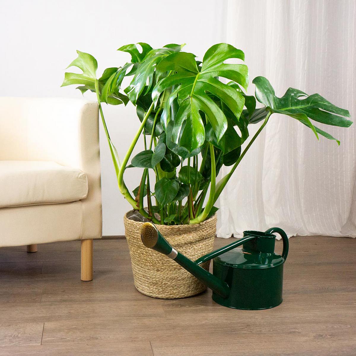 Zelená konvice na zalévání picture 2