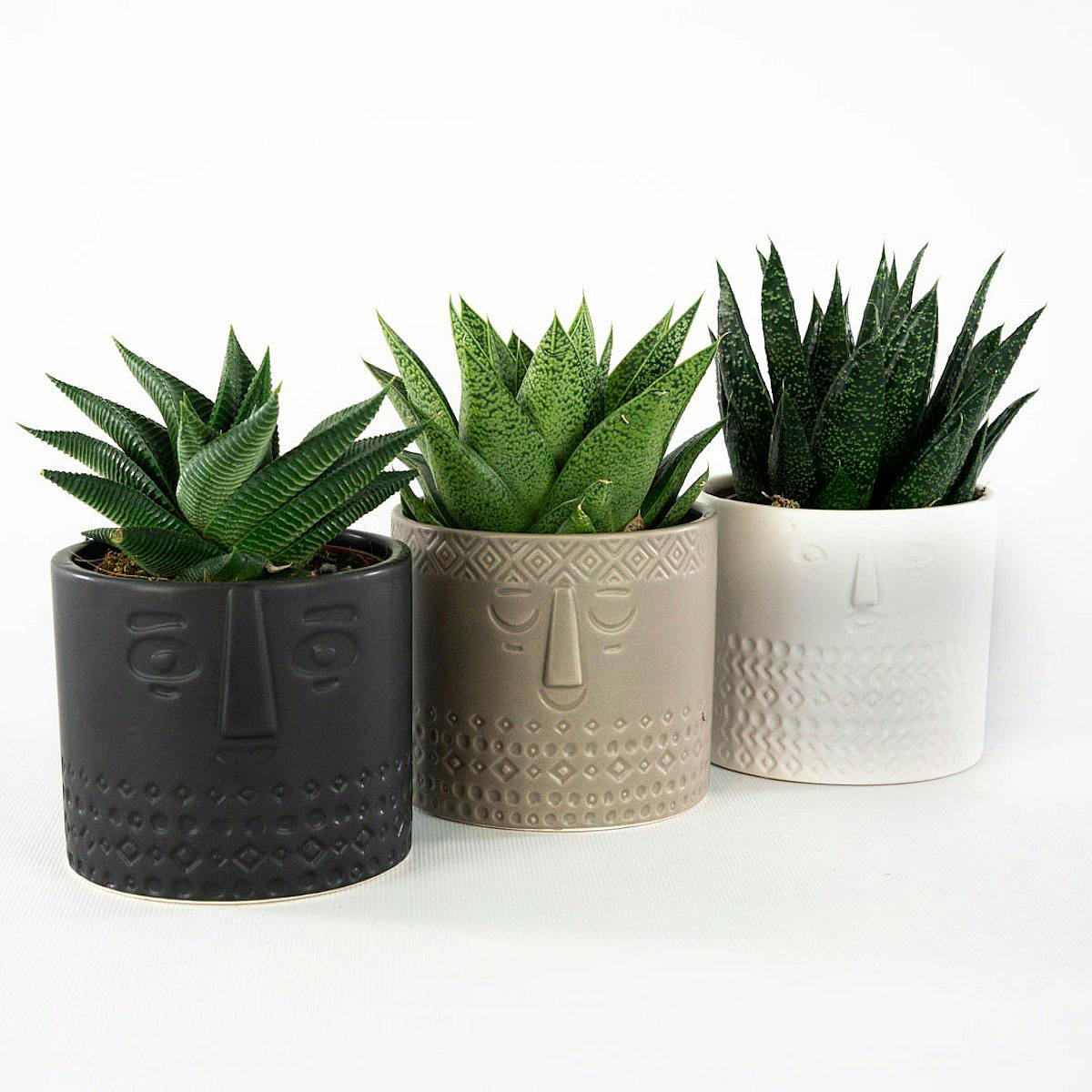 Trio Suculento com Plantador picture 0