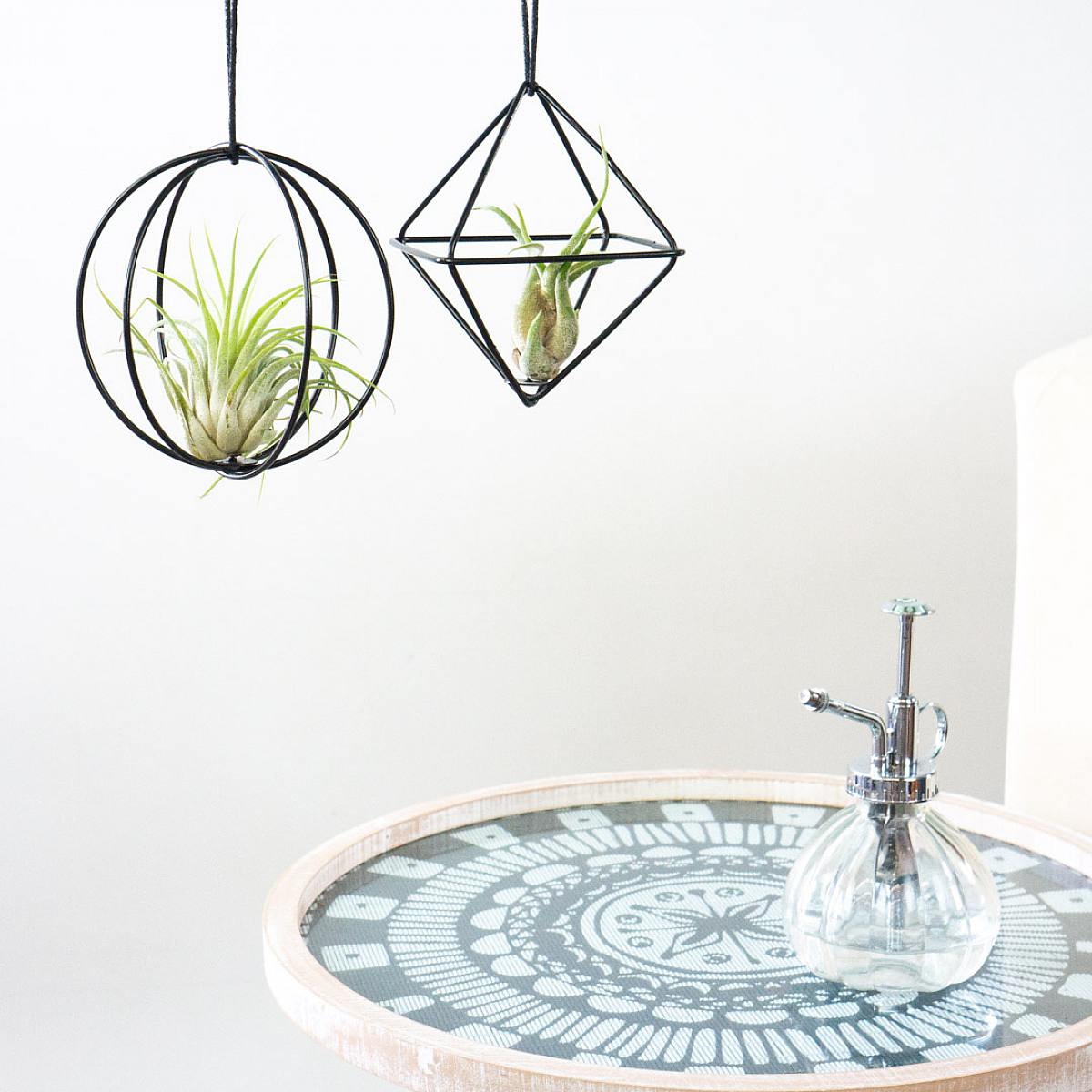 Vzduchové rostliny Duo 'Black picture 0