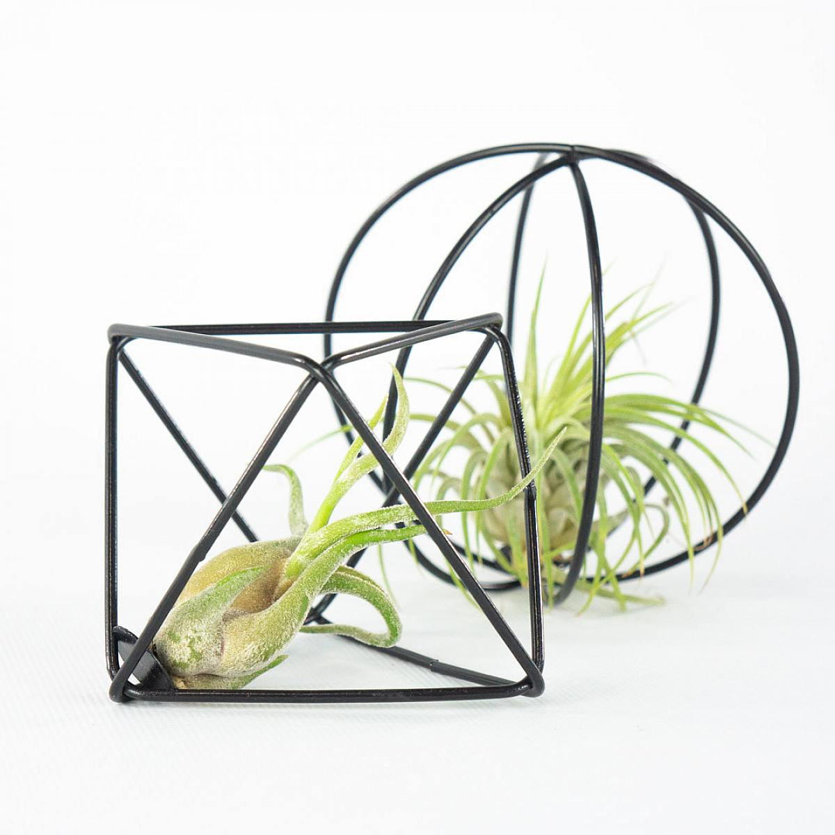 Vzduchové rostliny Duo 'Black picture 2