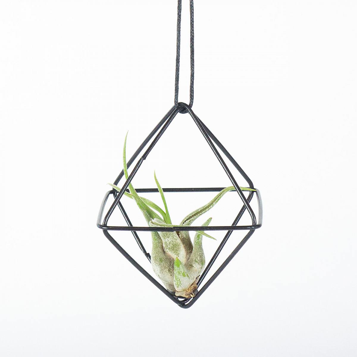 Vzduchové rostliny Duo 'Black picture 3