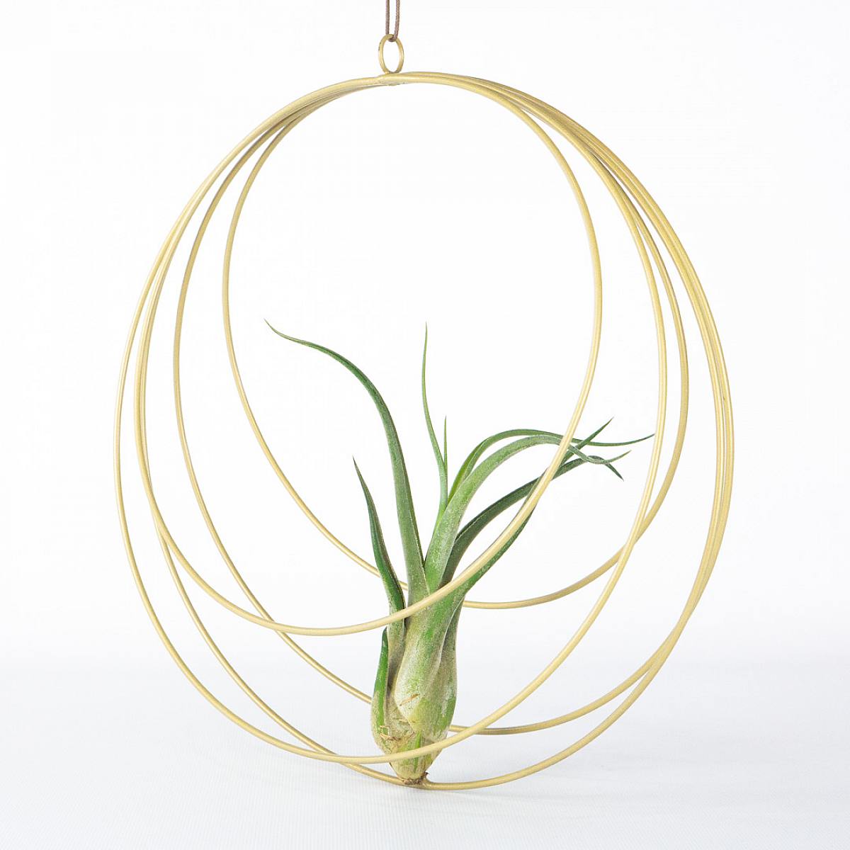 Úplňková sada: Obří vzdušná rostlina picture 2