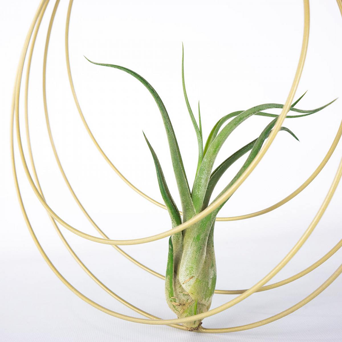 Úplňková sada: Obří vzdušná rostlina picture 3