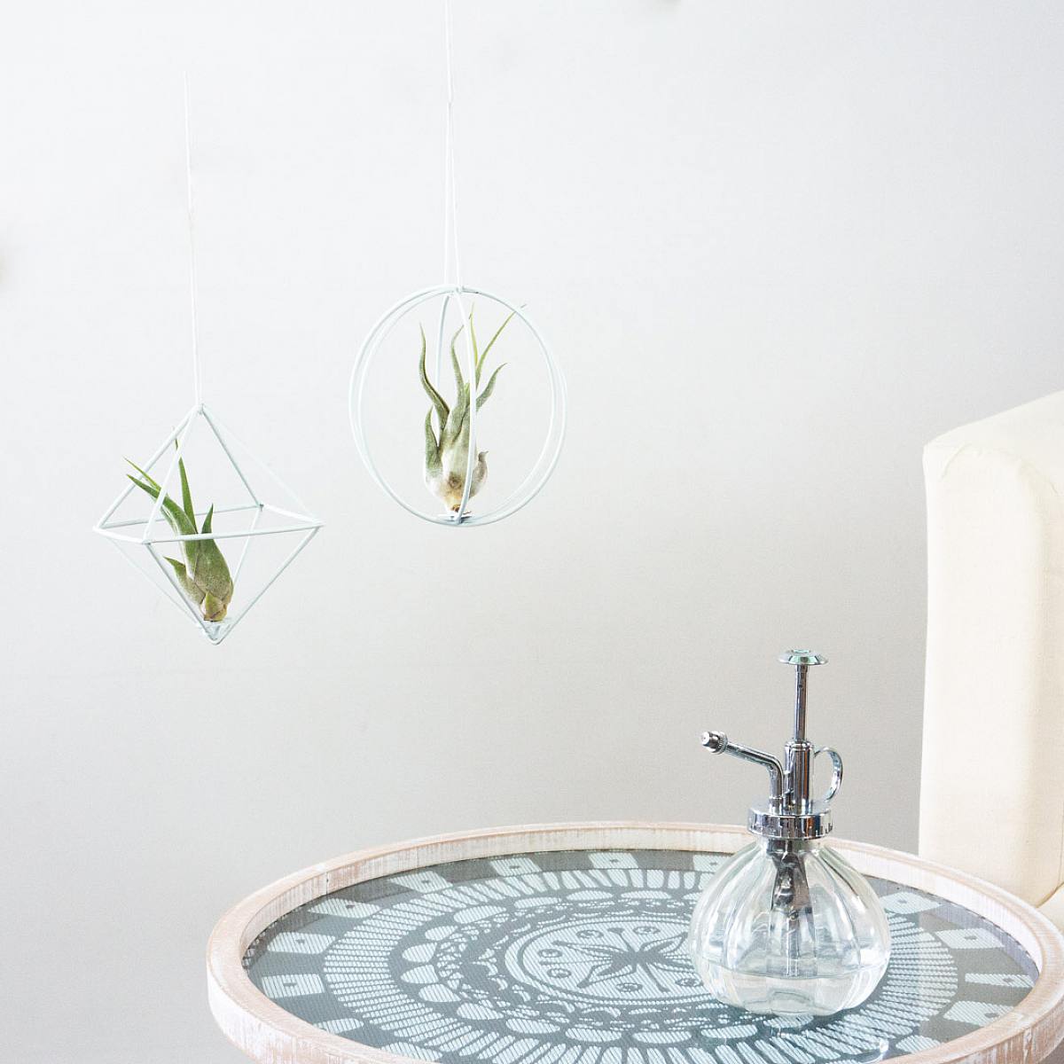 Vzduchové rostliny Duo 'Bílá picture 1