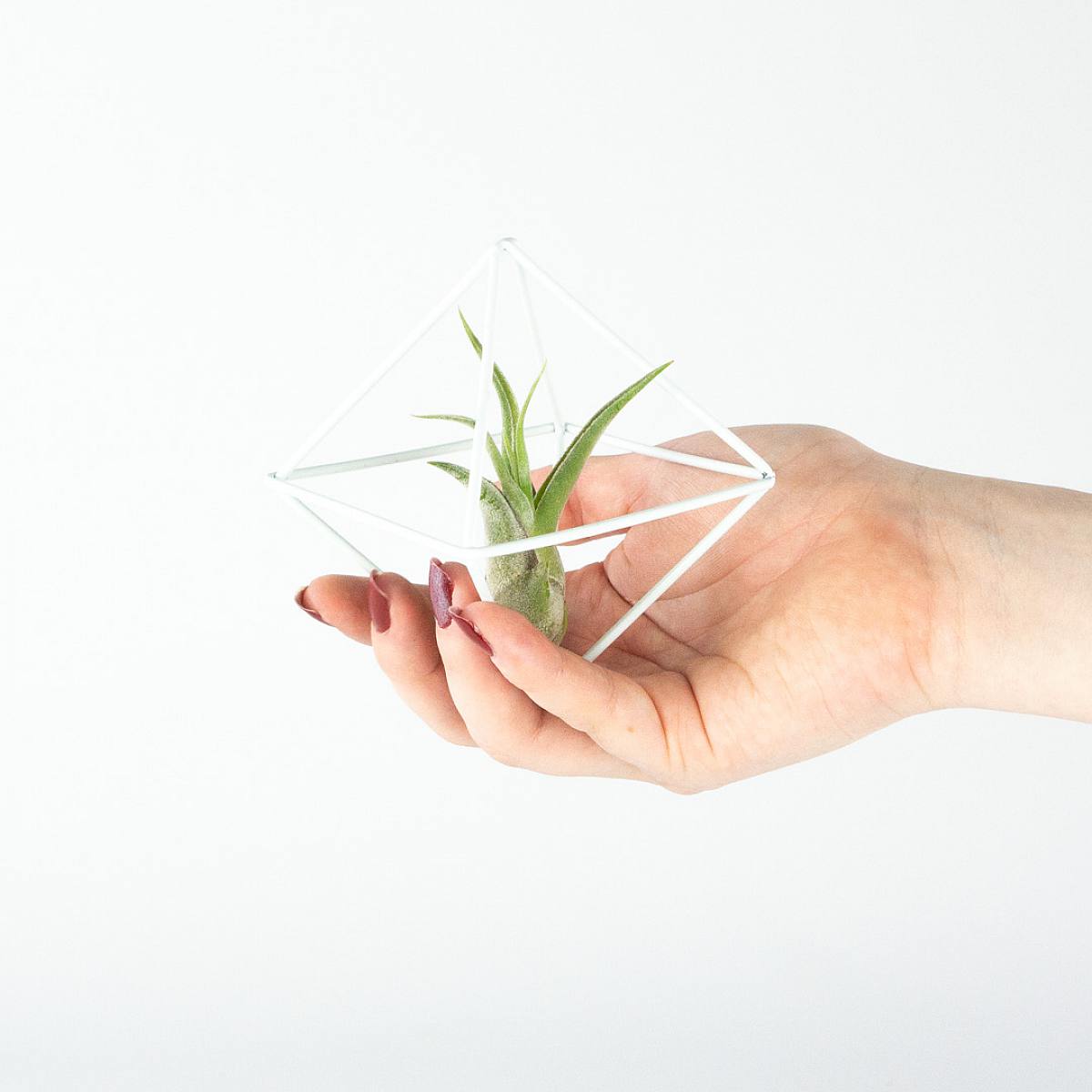 Vzduchové rostliny Duo 'Bílá picture 3