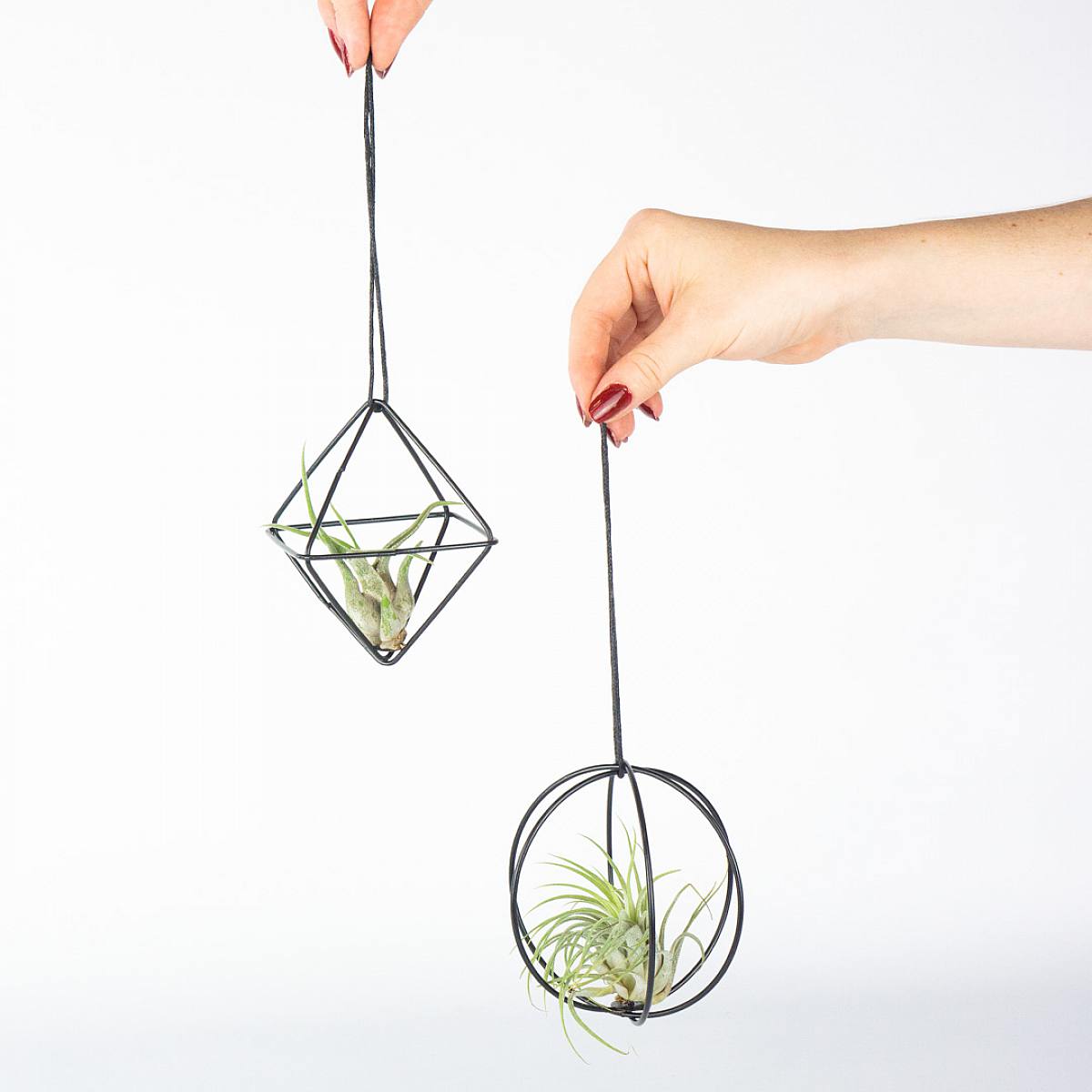 Duo Air Plants 'Grey picture 1