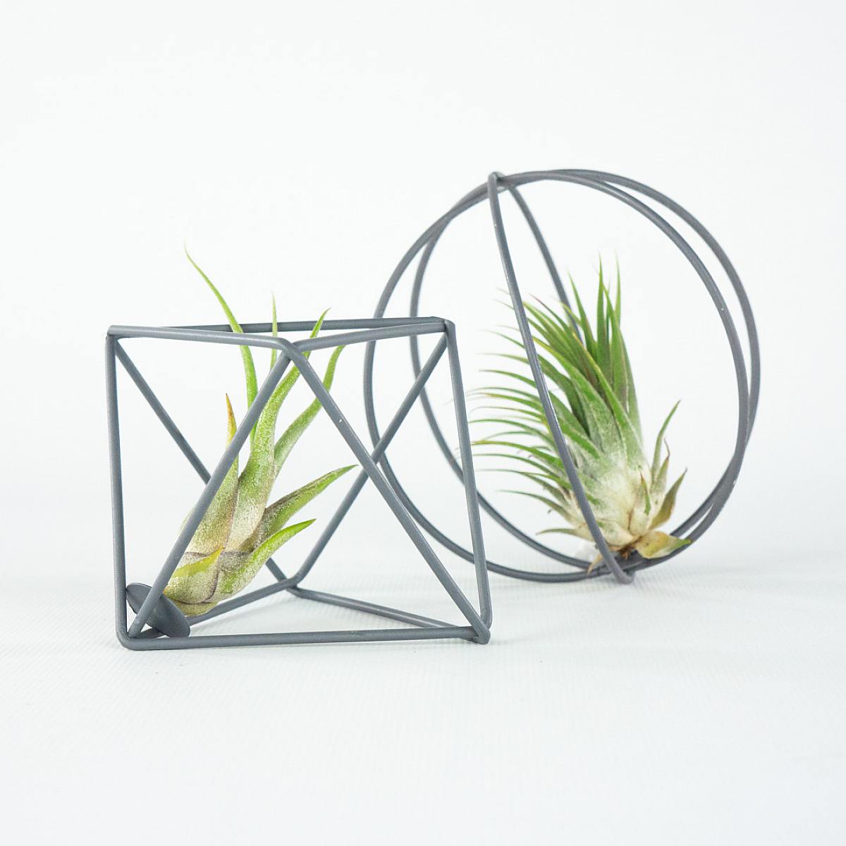 Duo Air Plants 'Grey picture 0