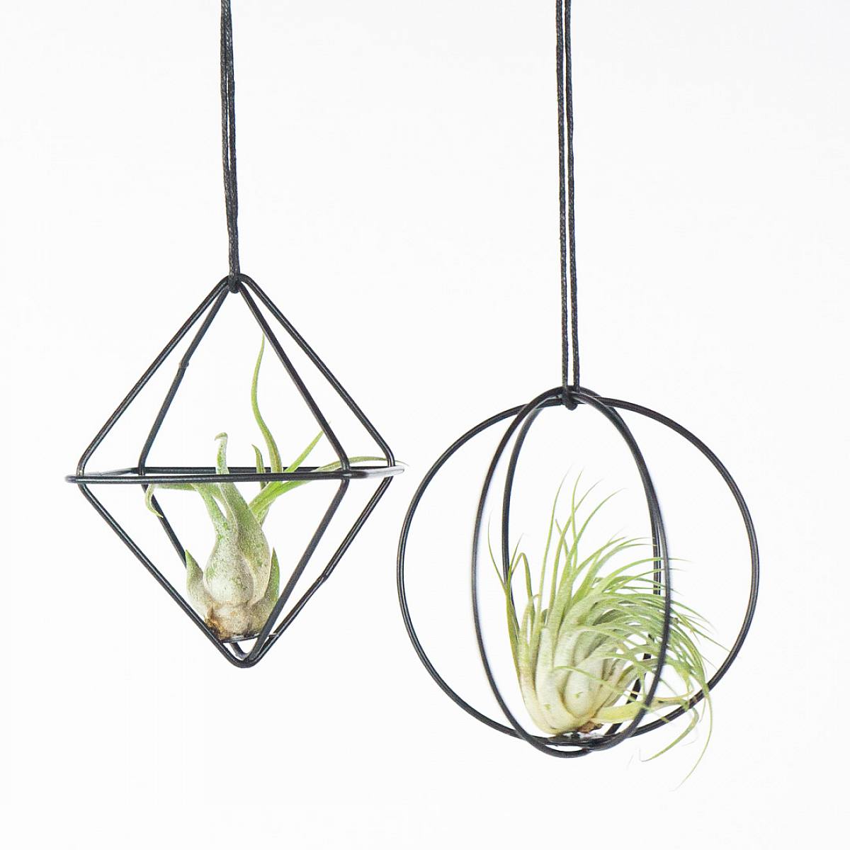 Duo Air Plants 'Grey picture 3