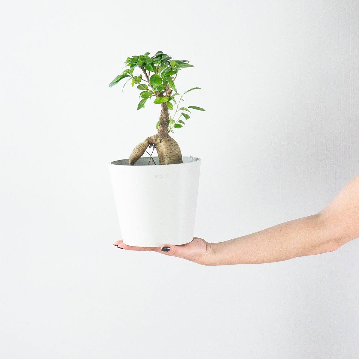 Bonsai Ficus Ginseng picture 3