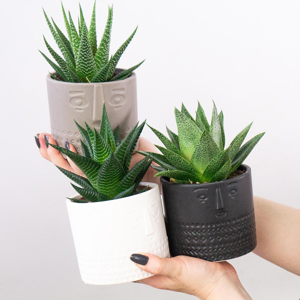 Trio Suculento com Plantador picture 2