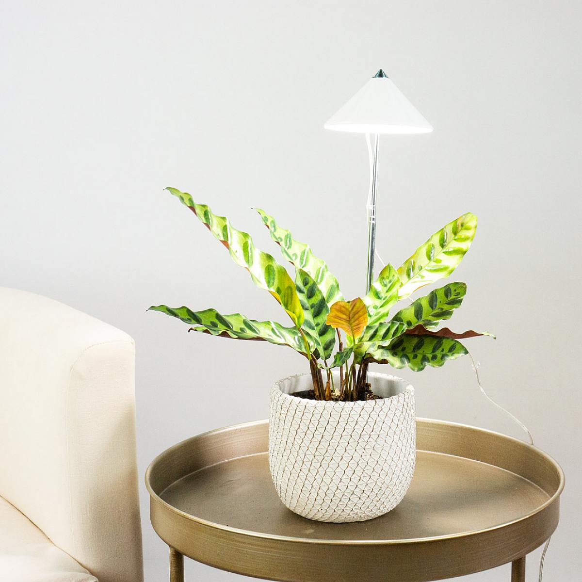 Lampada Crescita picture 0