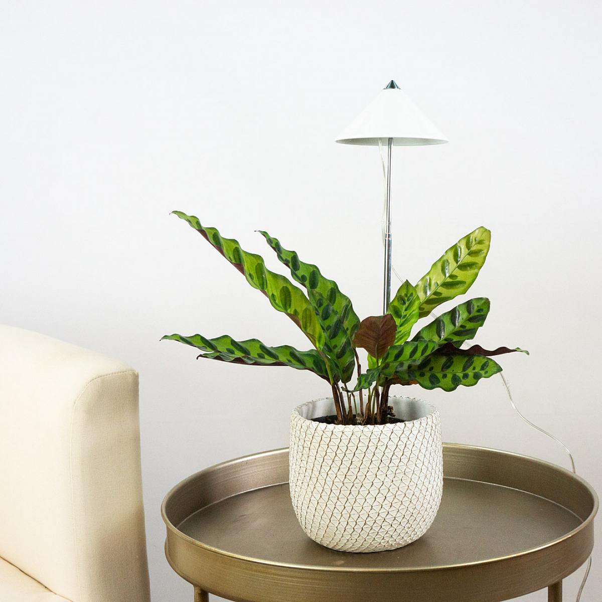 Lampada Crescita picture 2