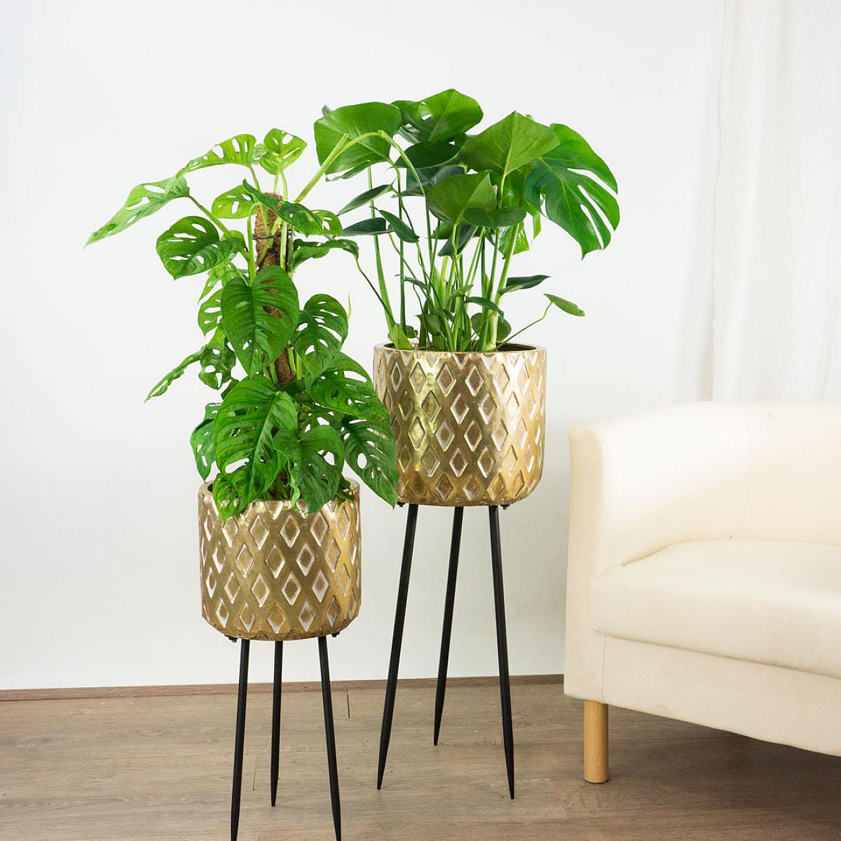 Duo Monstera picture 4