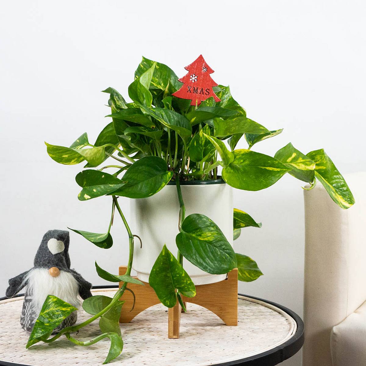 Pothos picture 0