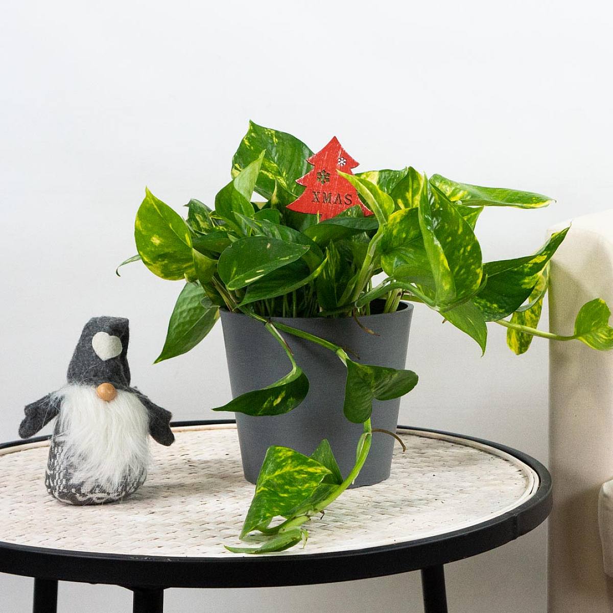 Pothos picture 3