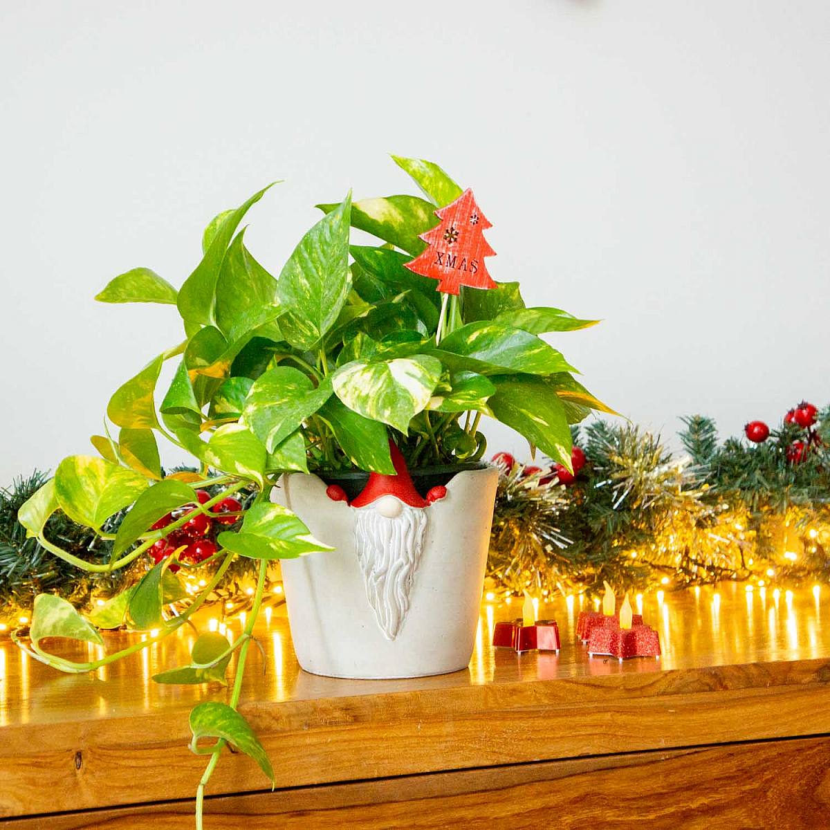 Pothos picture 2