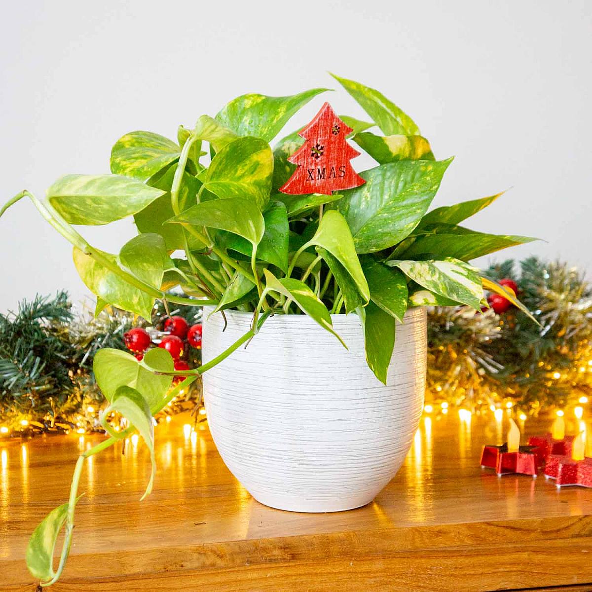 Pothos picture 1