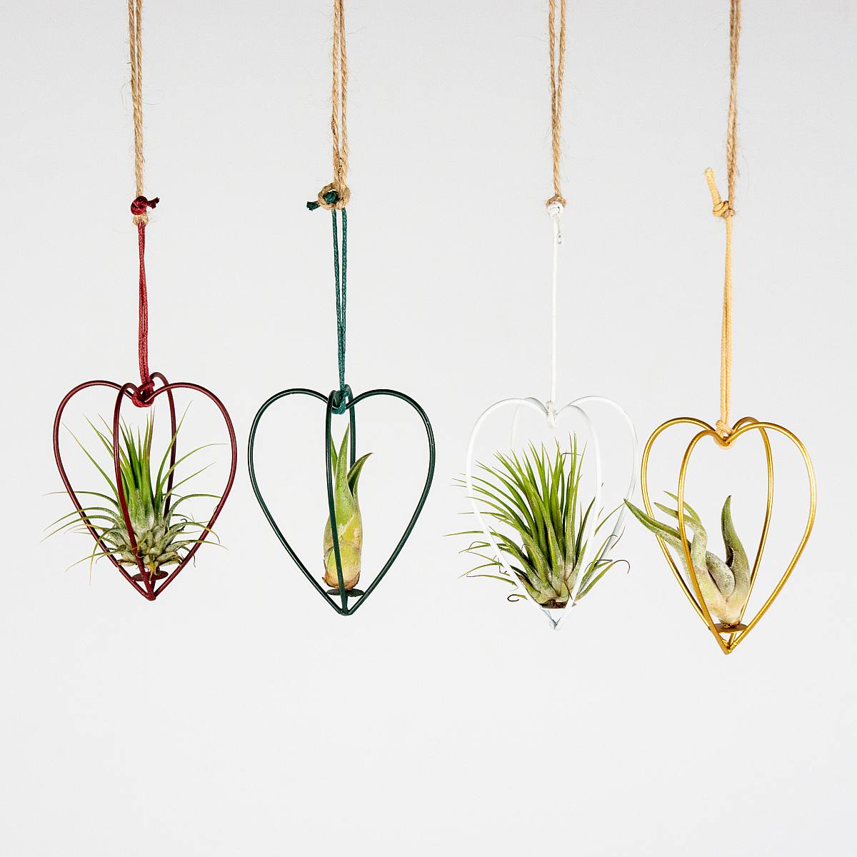 Luftväxter med hjärta Set picture 1